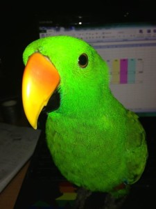 missing eclectus male