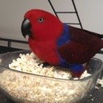 Eclectus hen enjoys a snack of popcorn