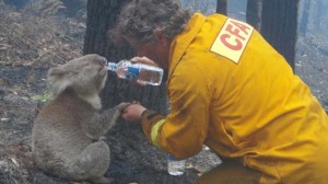bushfire-koala