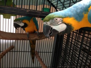 Parrot Rescue Centre
